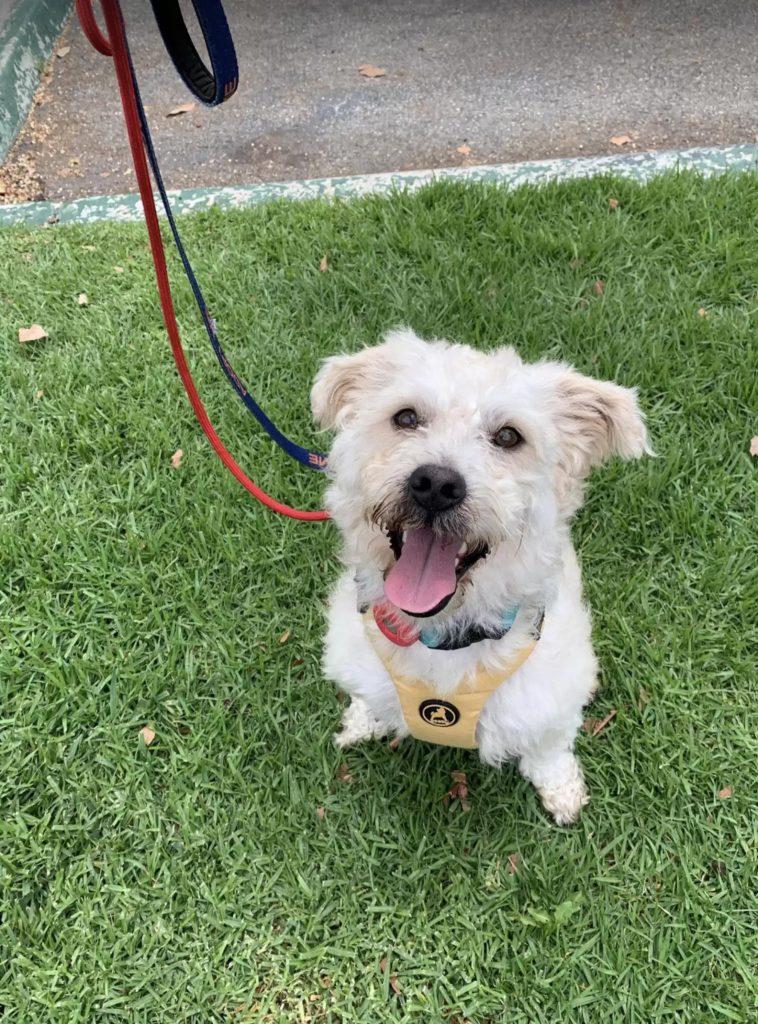 smiling shaggy white dog sitting on green grass