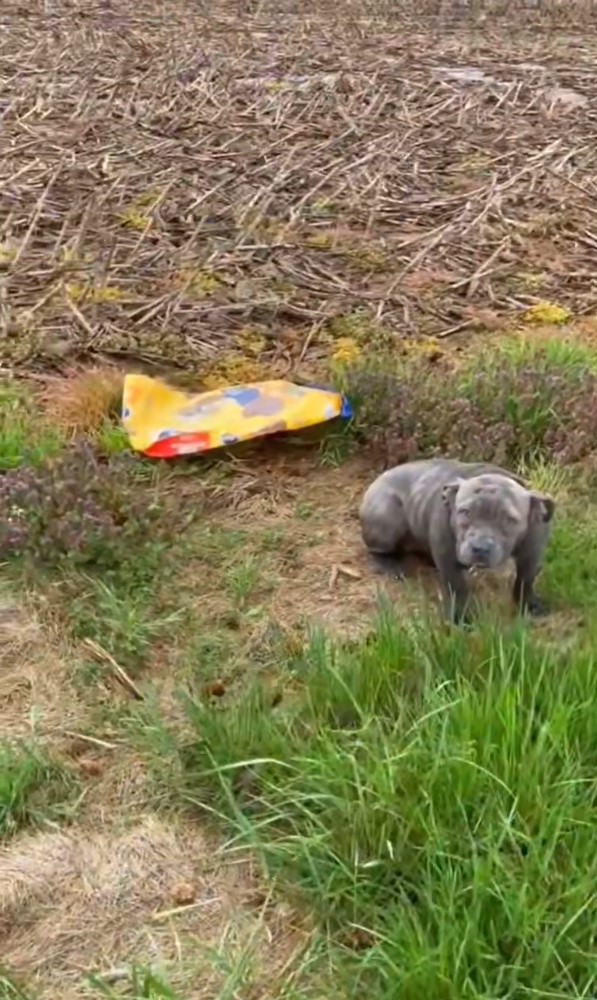 strandend dog on the side of the road with a bag of food