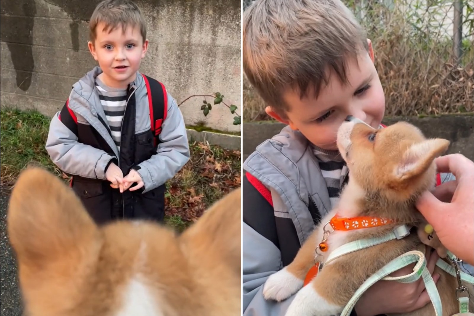 the boy received a corgi puppy as a gift