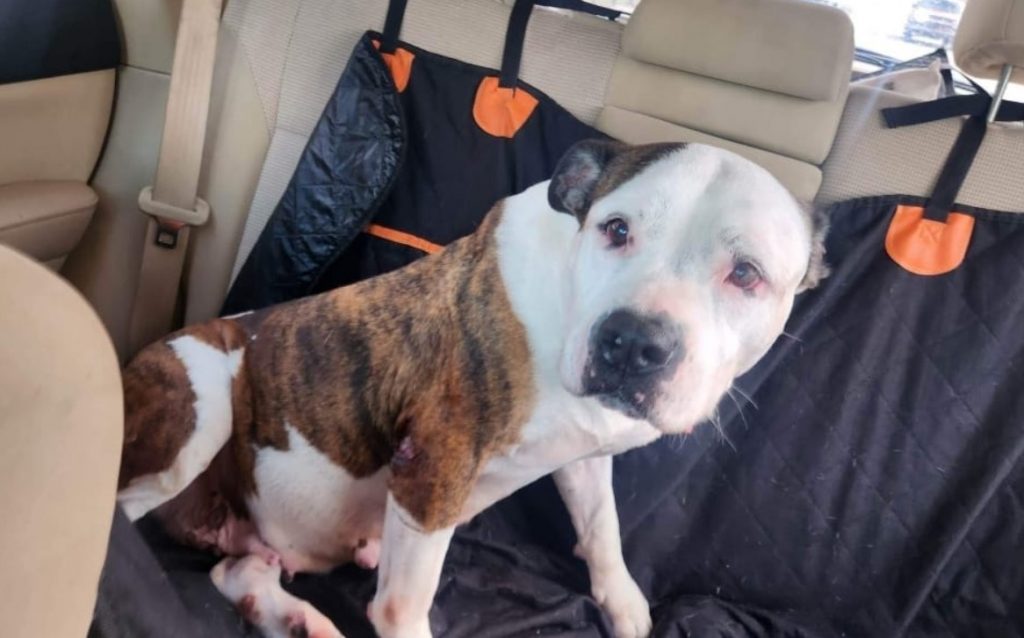 the dog sits on the car seat and looks at the camera