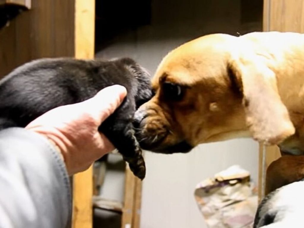 the dog sniffs the rescued puppy