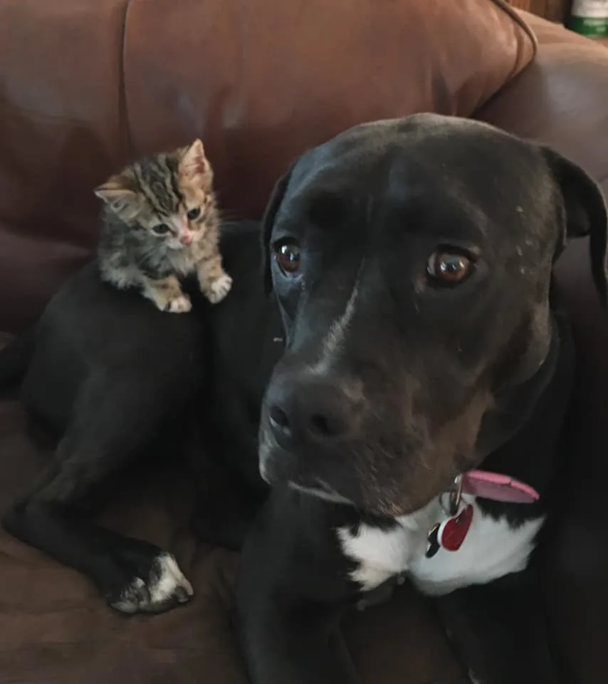 tiny stray kitten sitting on a black dog