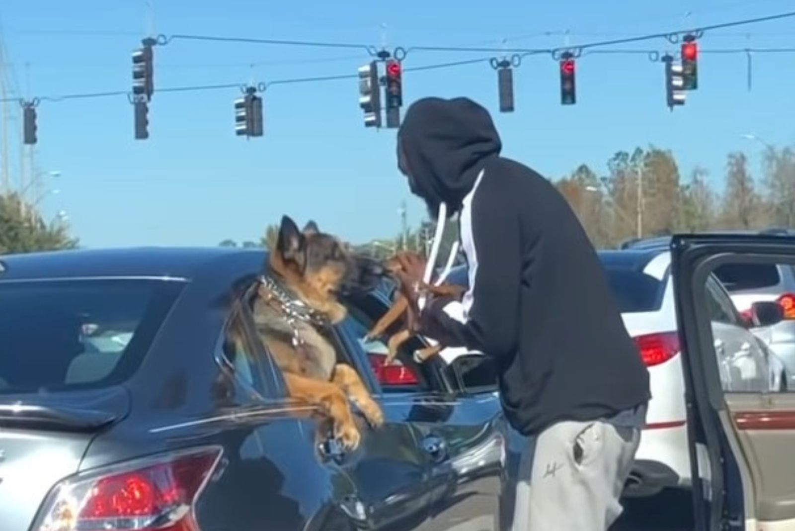 two dogs kissing on a traffic