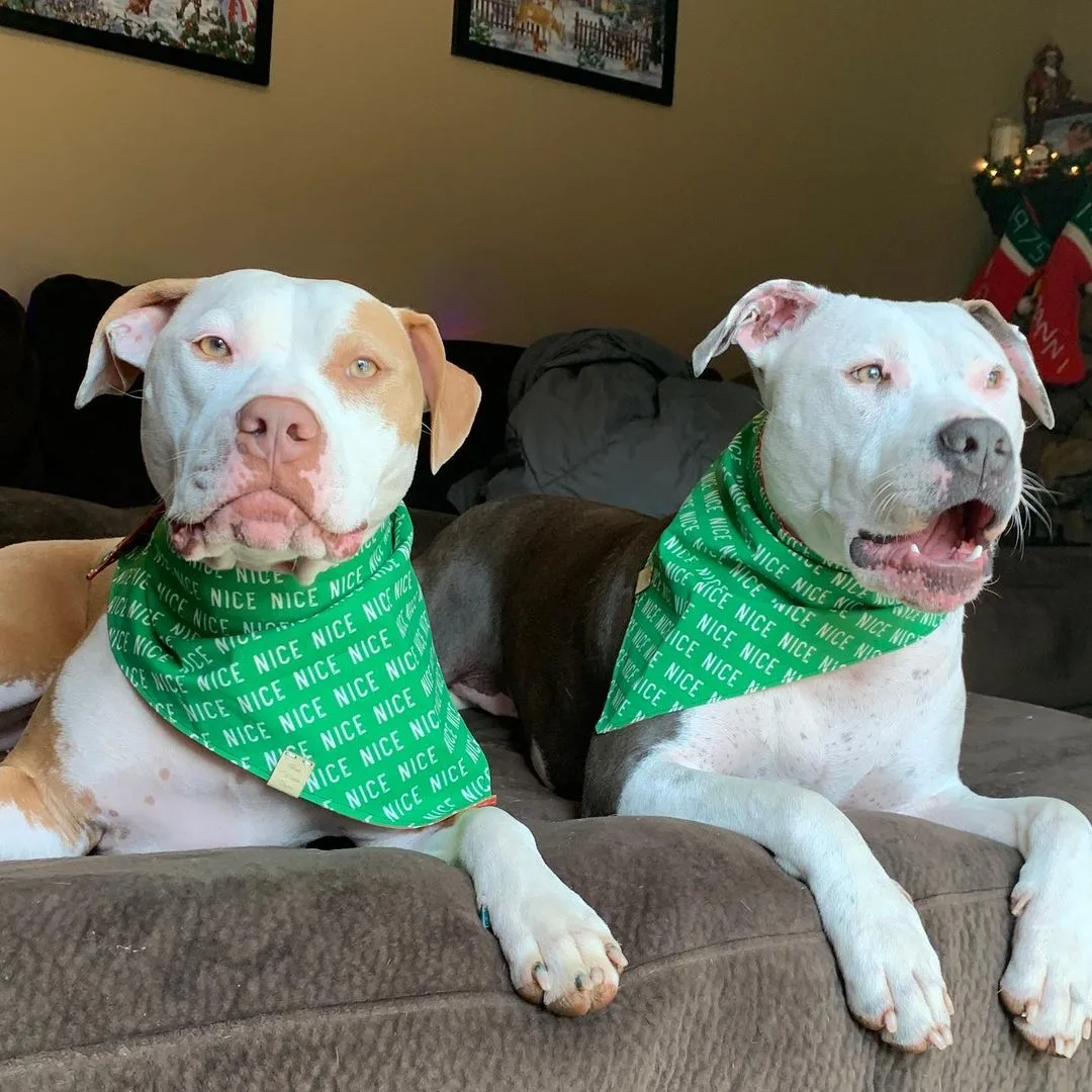 two pitbulls lying on a couch