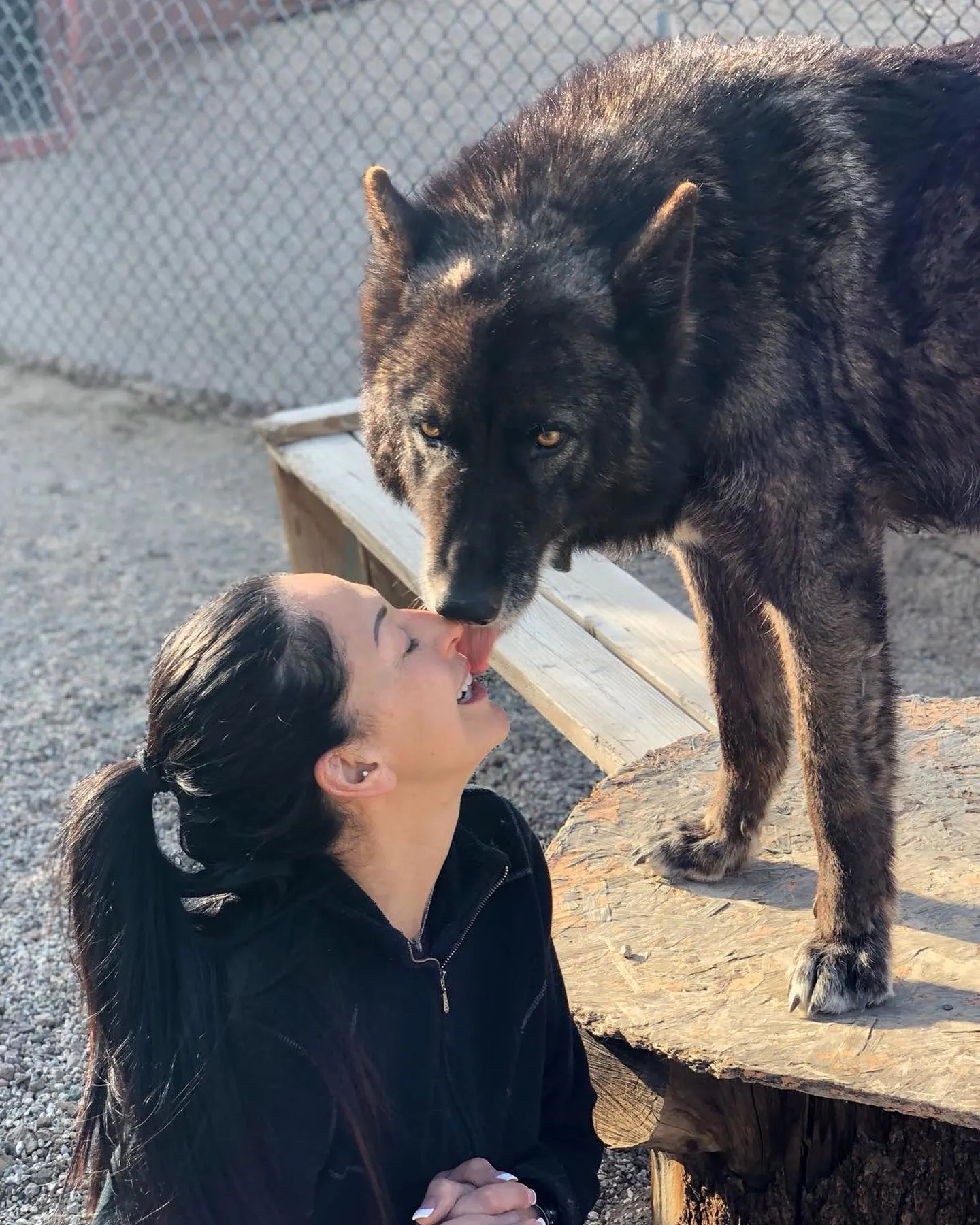 wolfdog licking woman's face