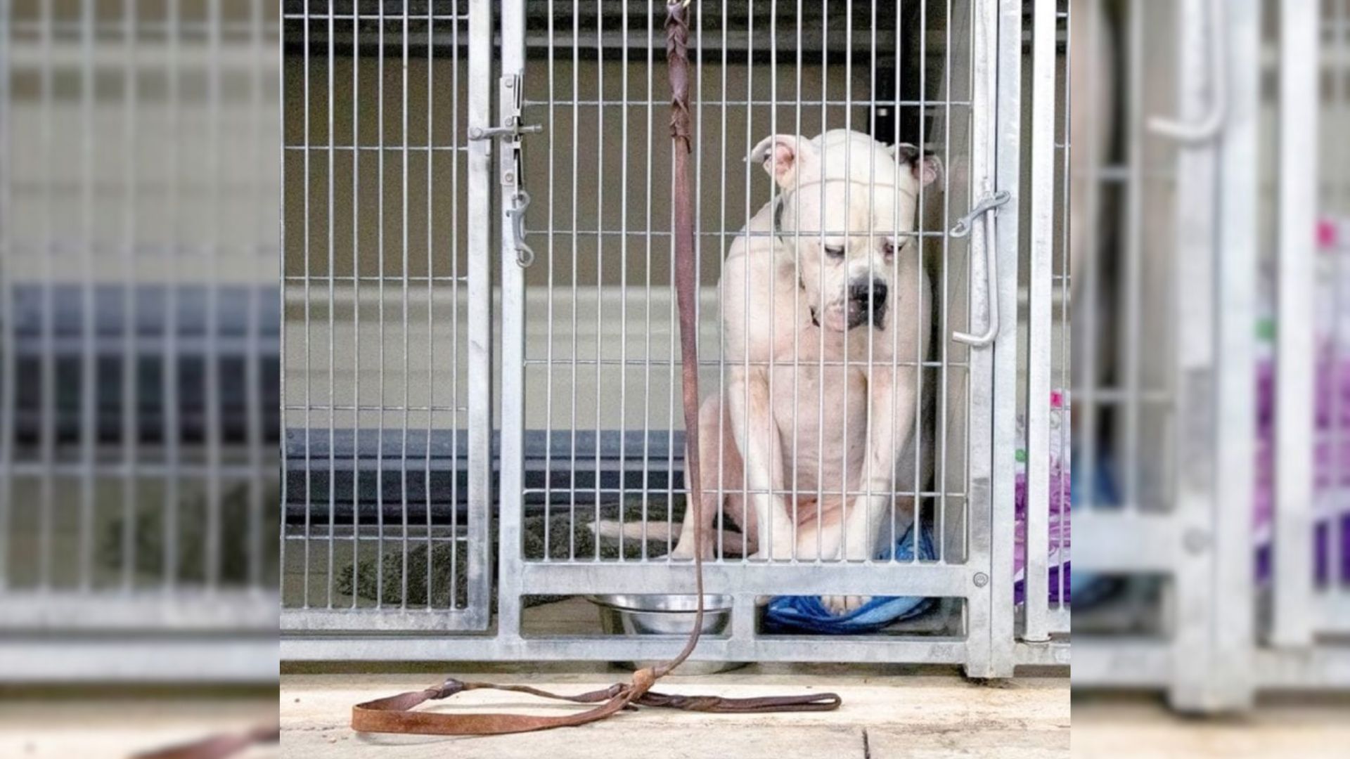 Dog Abandoned By His Family Was So Heartbroken That He Completely Shut Down From The World