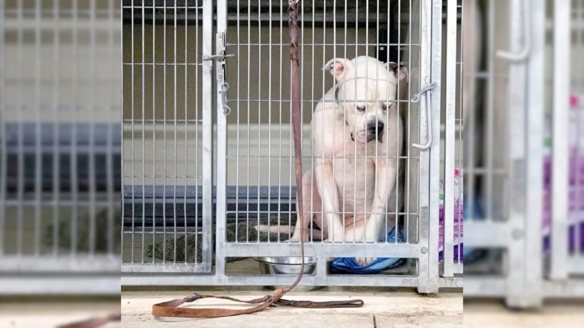 Dog Heartbroken After Being Abandoned At Shelter By His Family