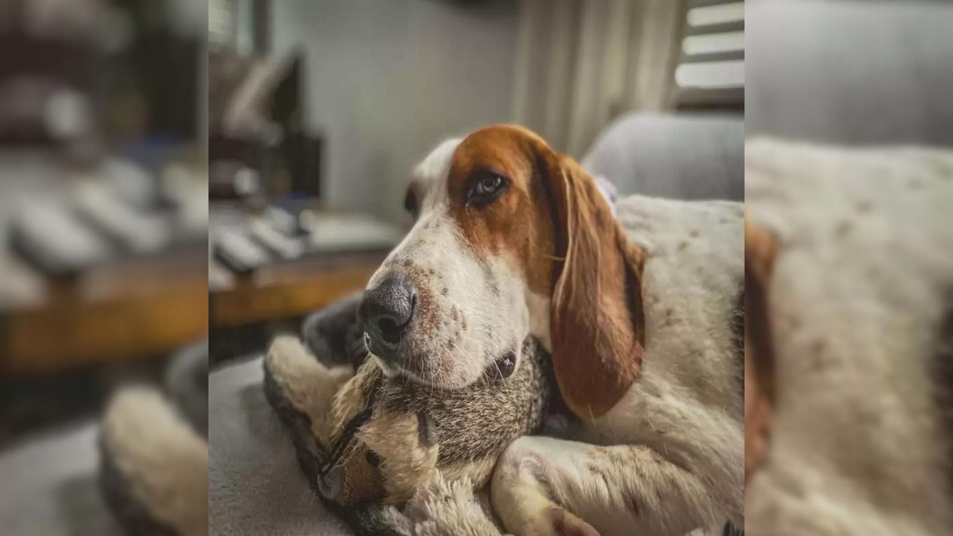 A Dog Owner Figures Out A Way To Get His Very Nervous Dog To Fall Asleep Every Night