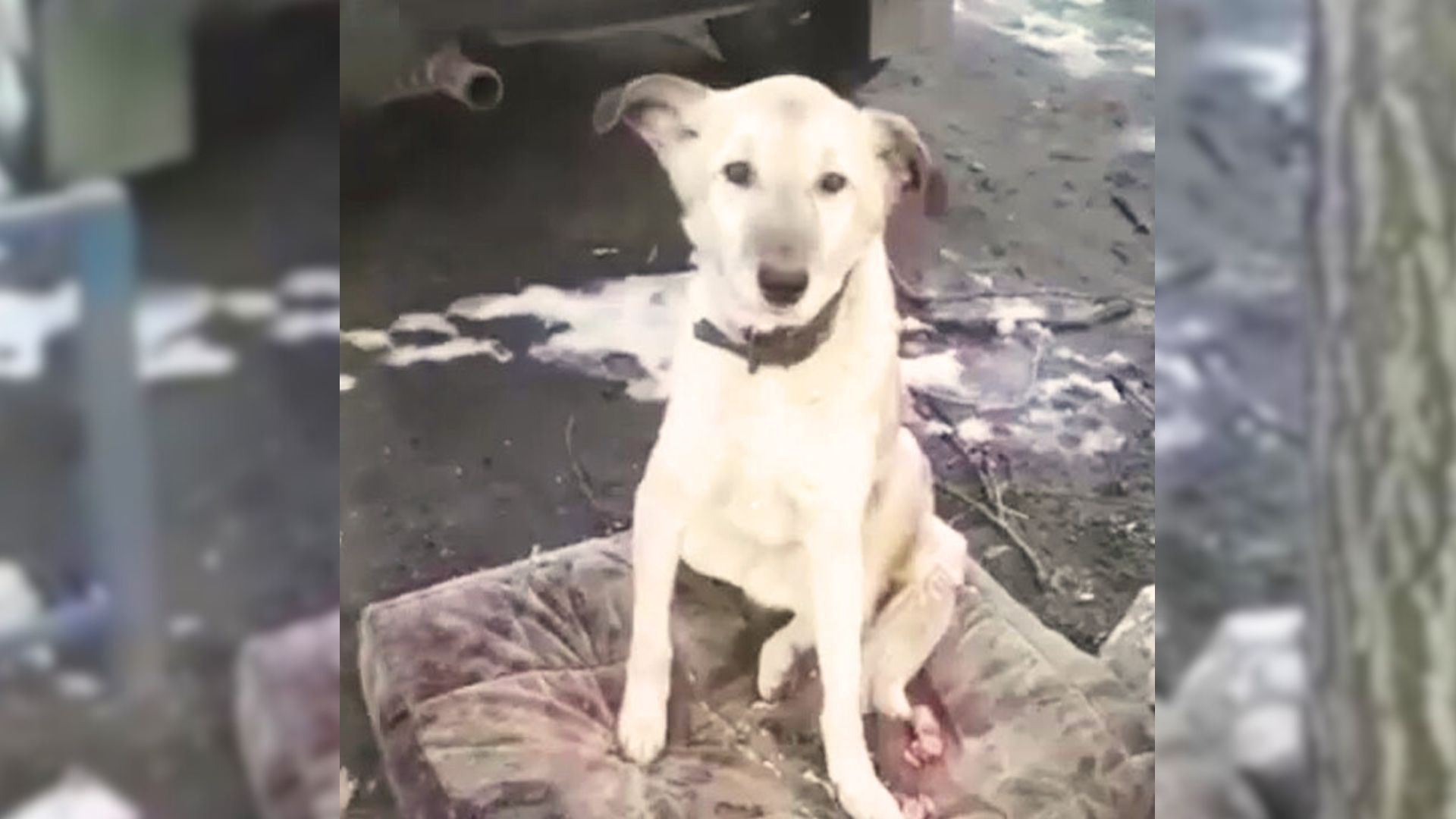 Dog Refuses To Leave The Spot He Was Dumped In Because He Hoped To See His Owners Again