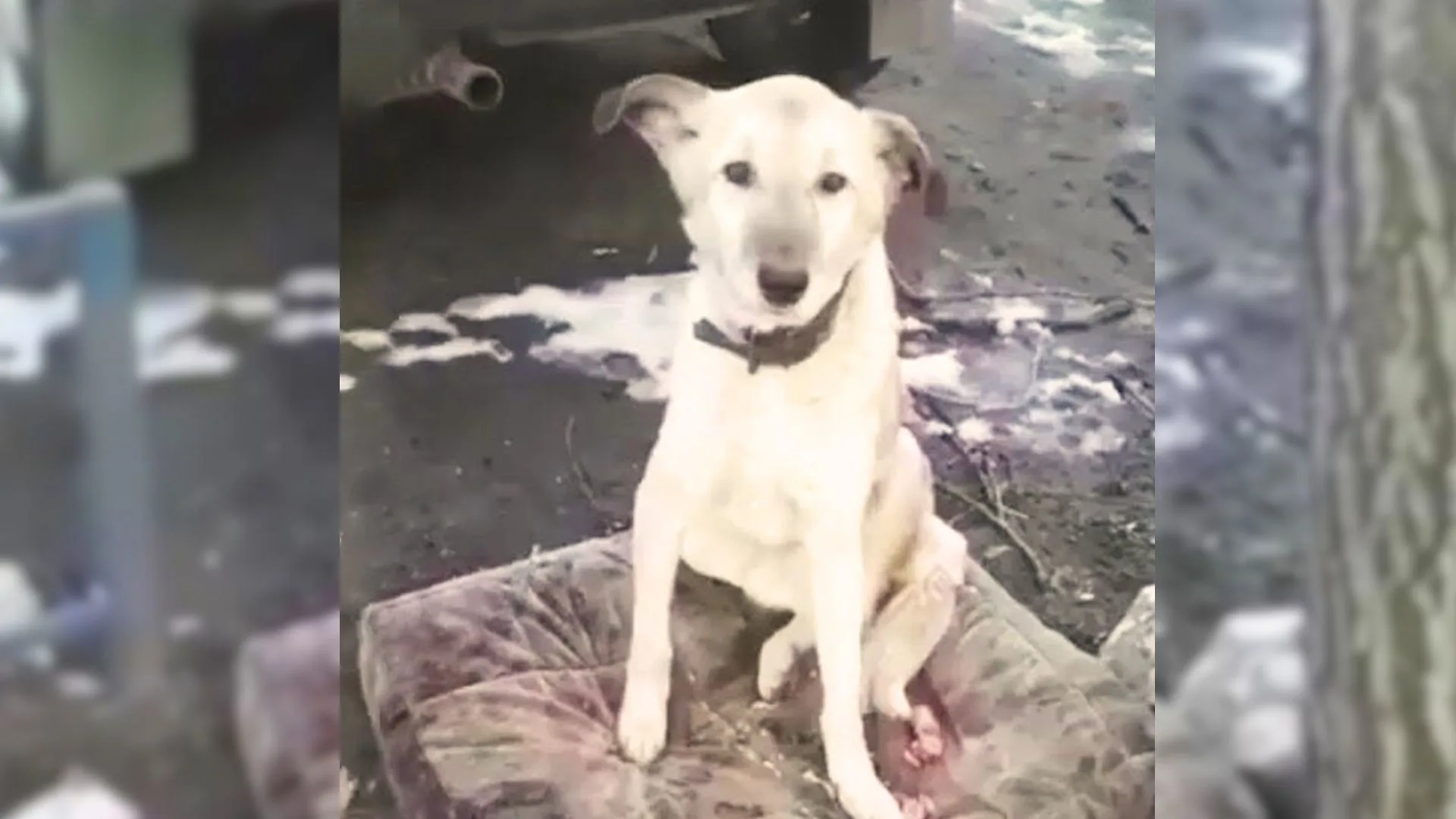 Abandoned Dog Spends Days In The Same Spot Waiting For His Family To Return