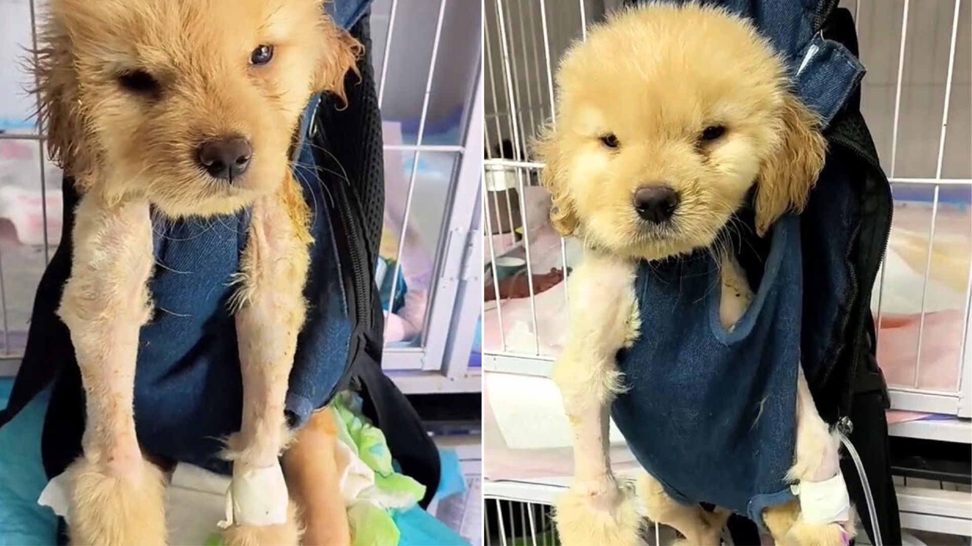 Owner Abandons A Paralyzed Puppy Because The Treatment Was Too Expensive