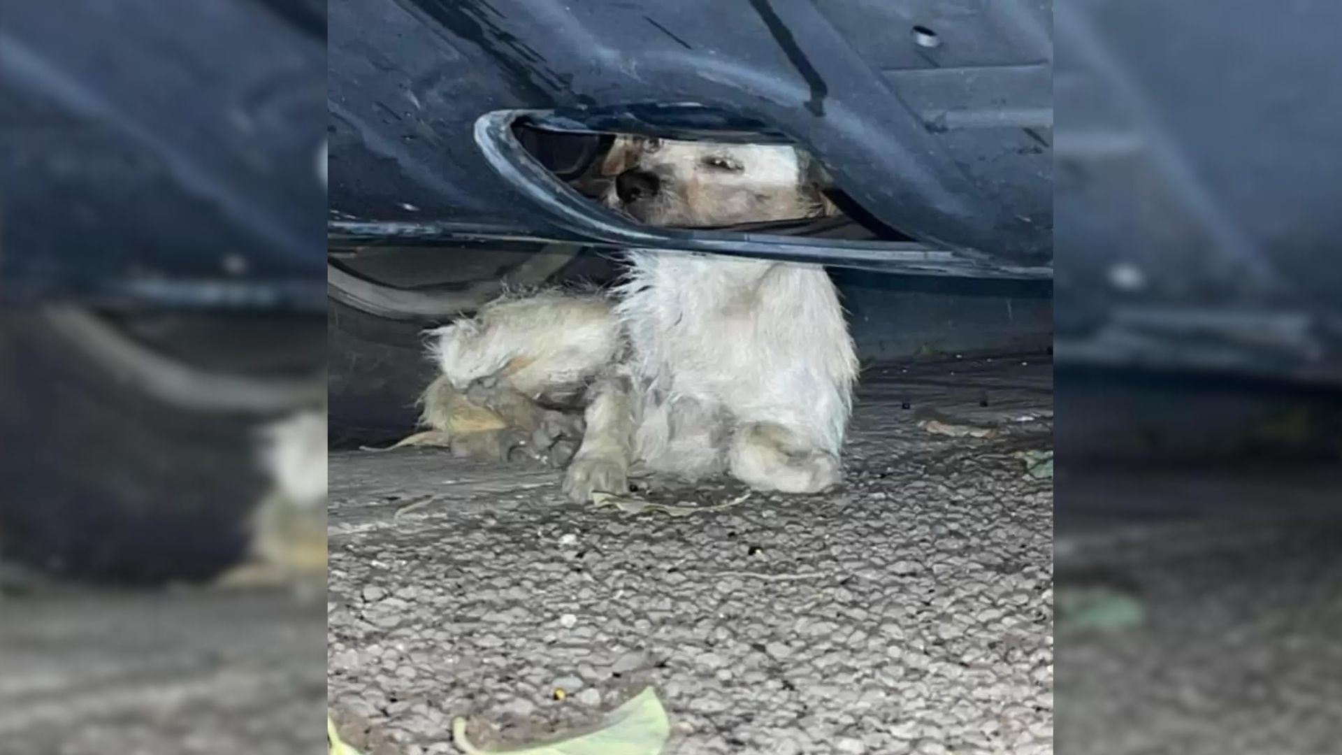 A Puppy Who Found Shelter Underneath A Car After Being Attacked Found An Unexpected Forever Home