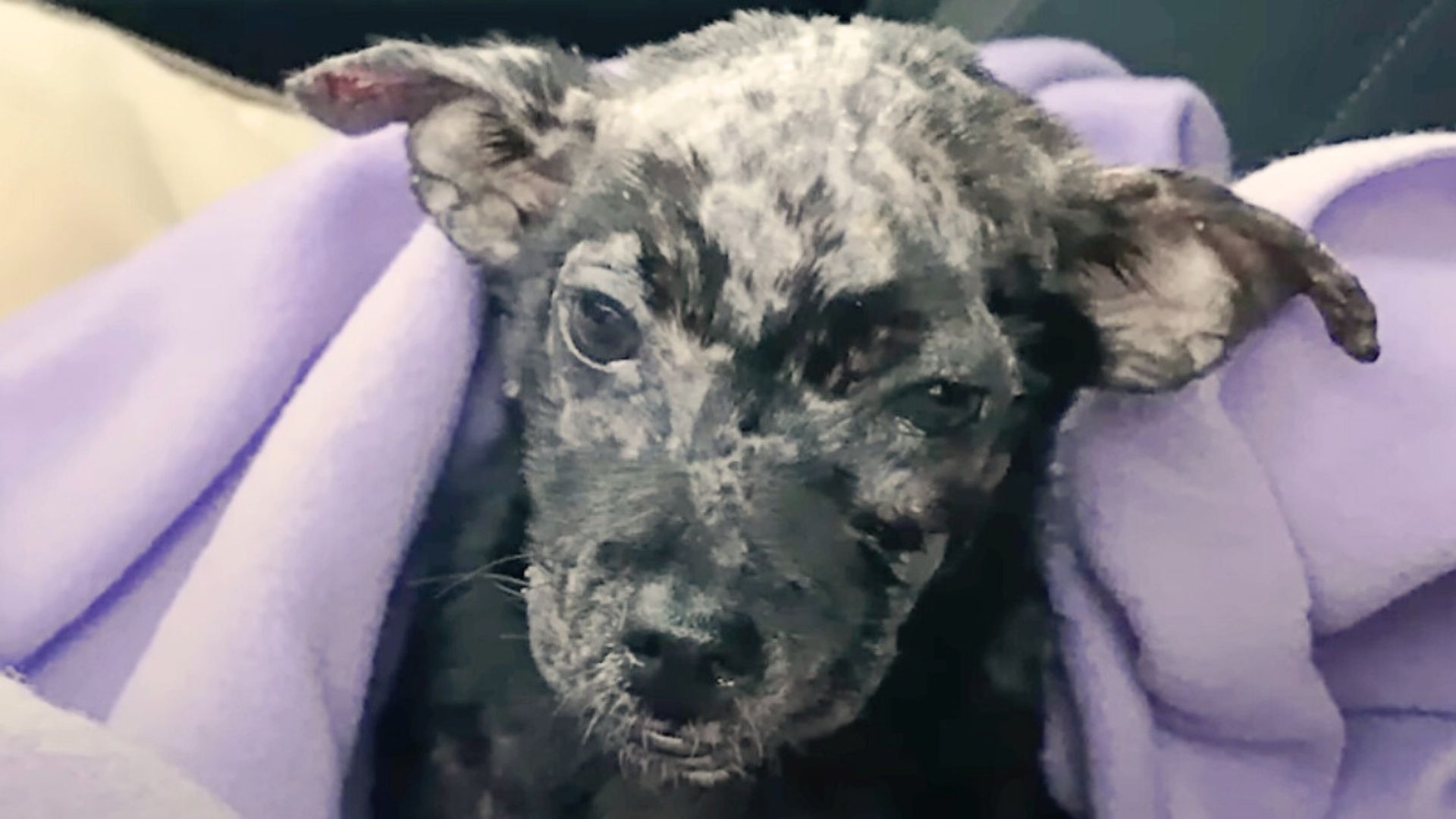 Abandoned Puppy Found Inside A Box Gets A Second Chance At Life