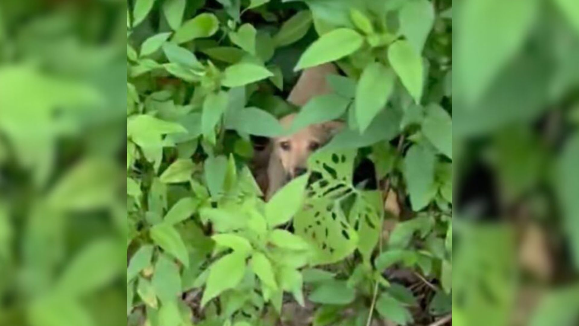 Man Saves A Dog, Then Hears More Heartbreaking Cries Coming From The Woods