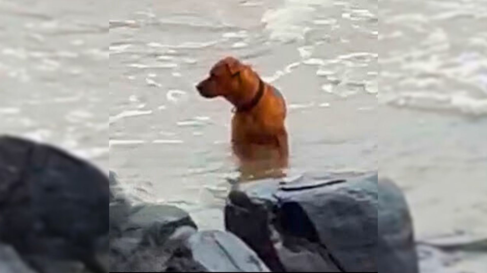 abandoned dog at the beach