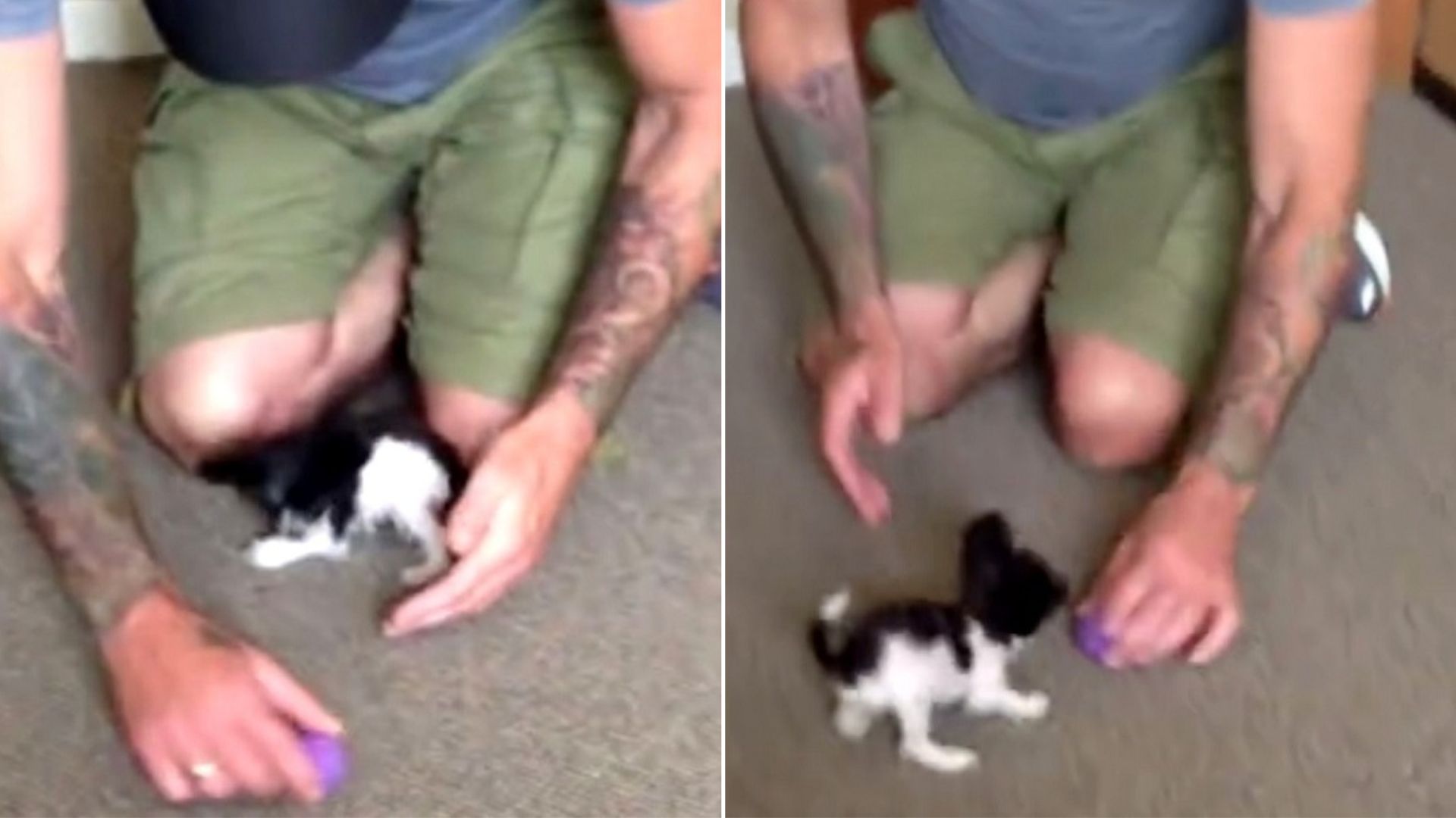 The World’s Tiniest Dog And Her Dad Turn Their Final Days Together Into Lasting Memories