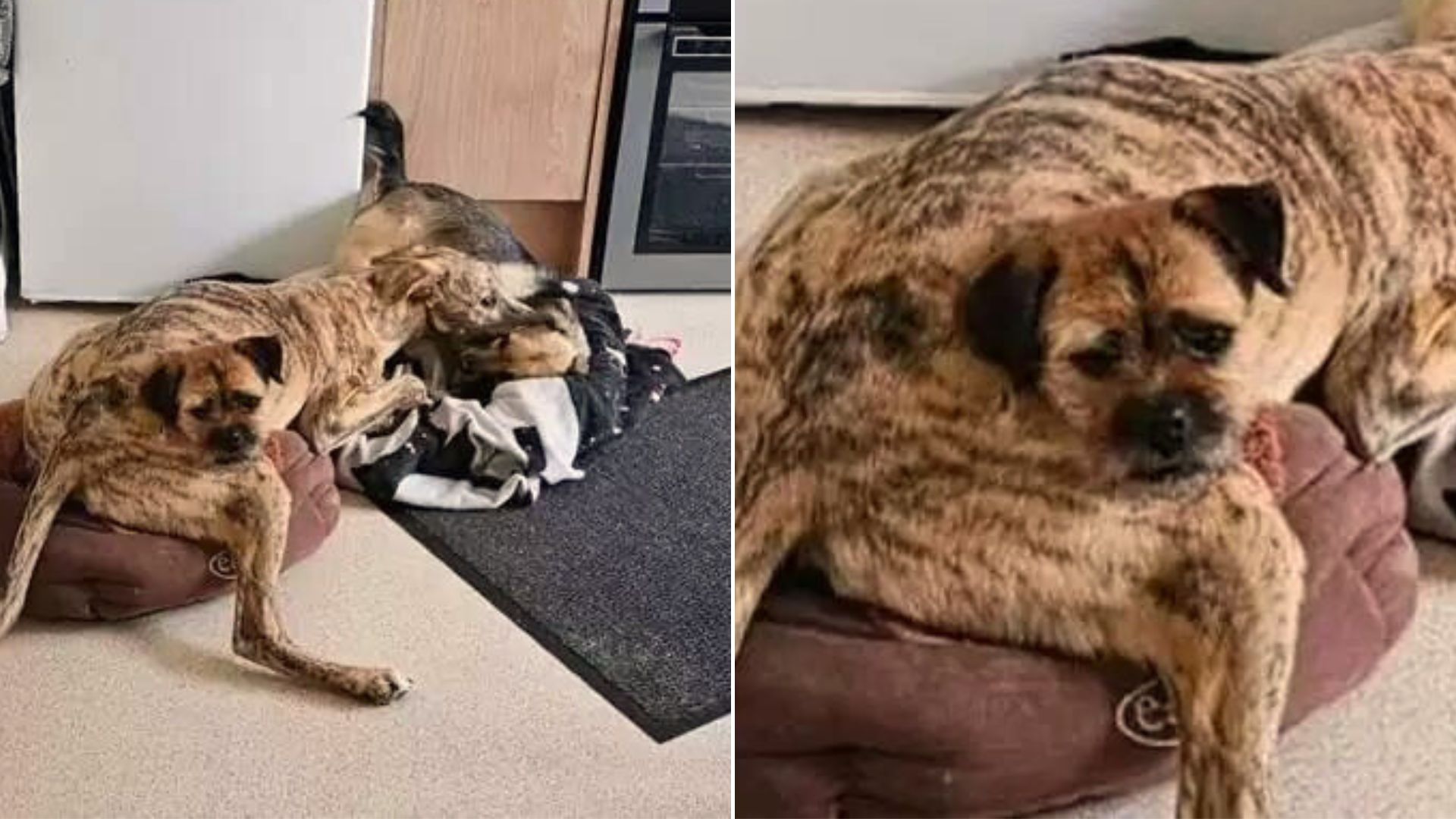 Dog Who Loves To Lay On Top Of His Doggo