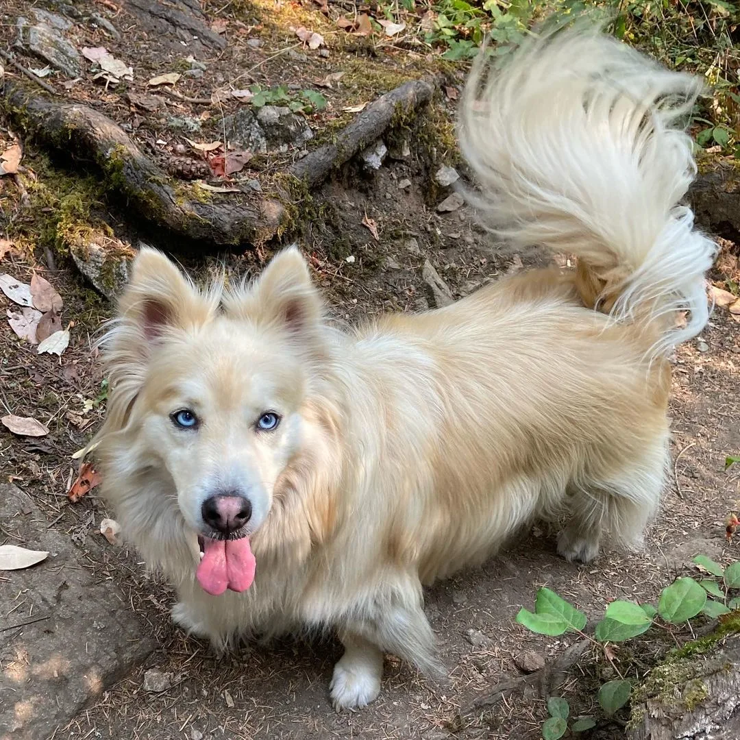 Dog on the forest path