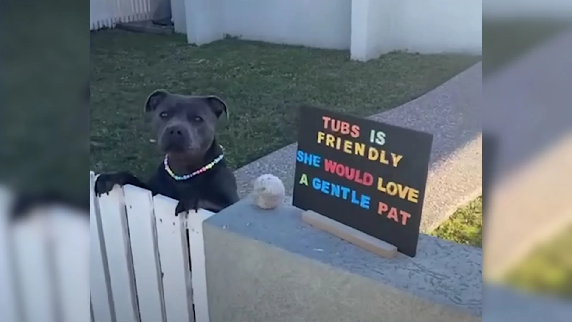 Perro amigable espera junto a la cerca todos los días para darles lindos abrazos a sus vecinos