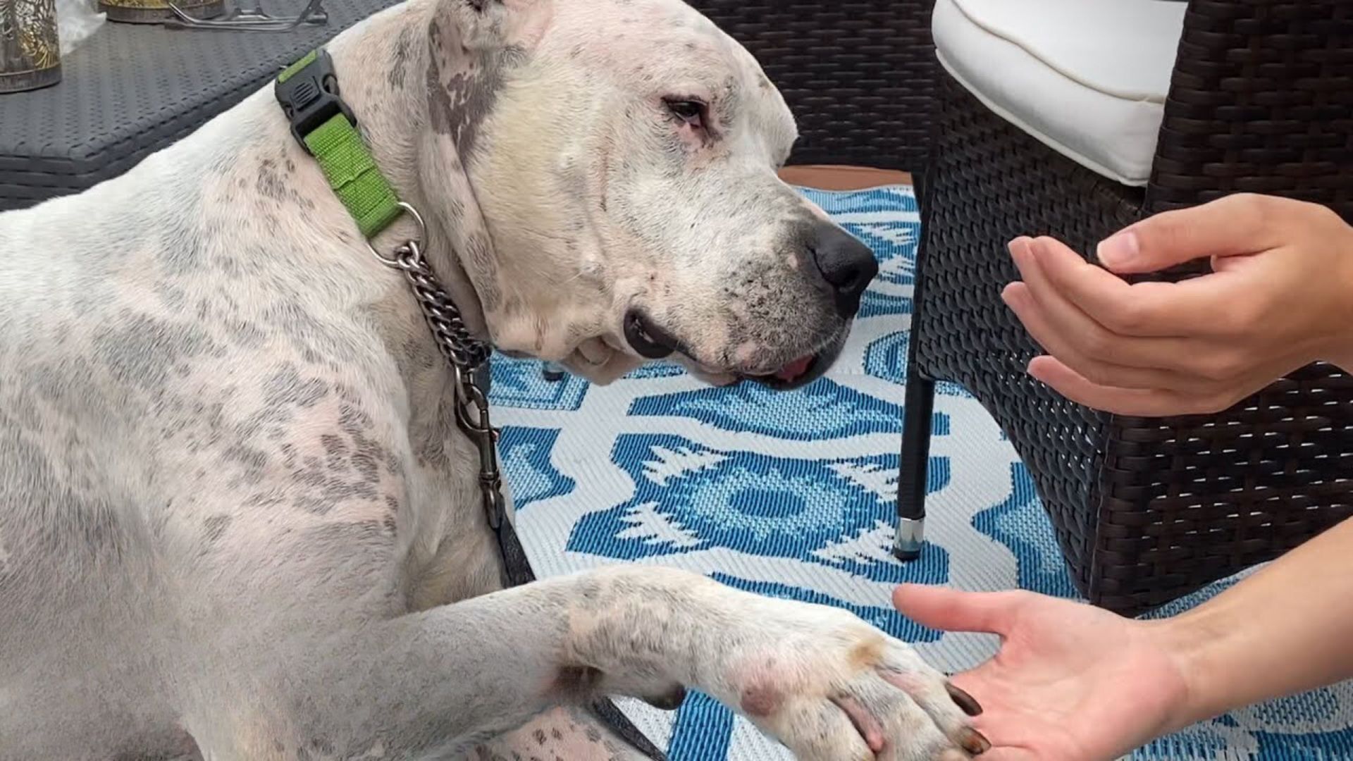 Dog Found Next To His Deceased Owner, Now Learns To Love Again In A New Home