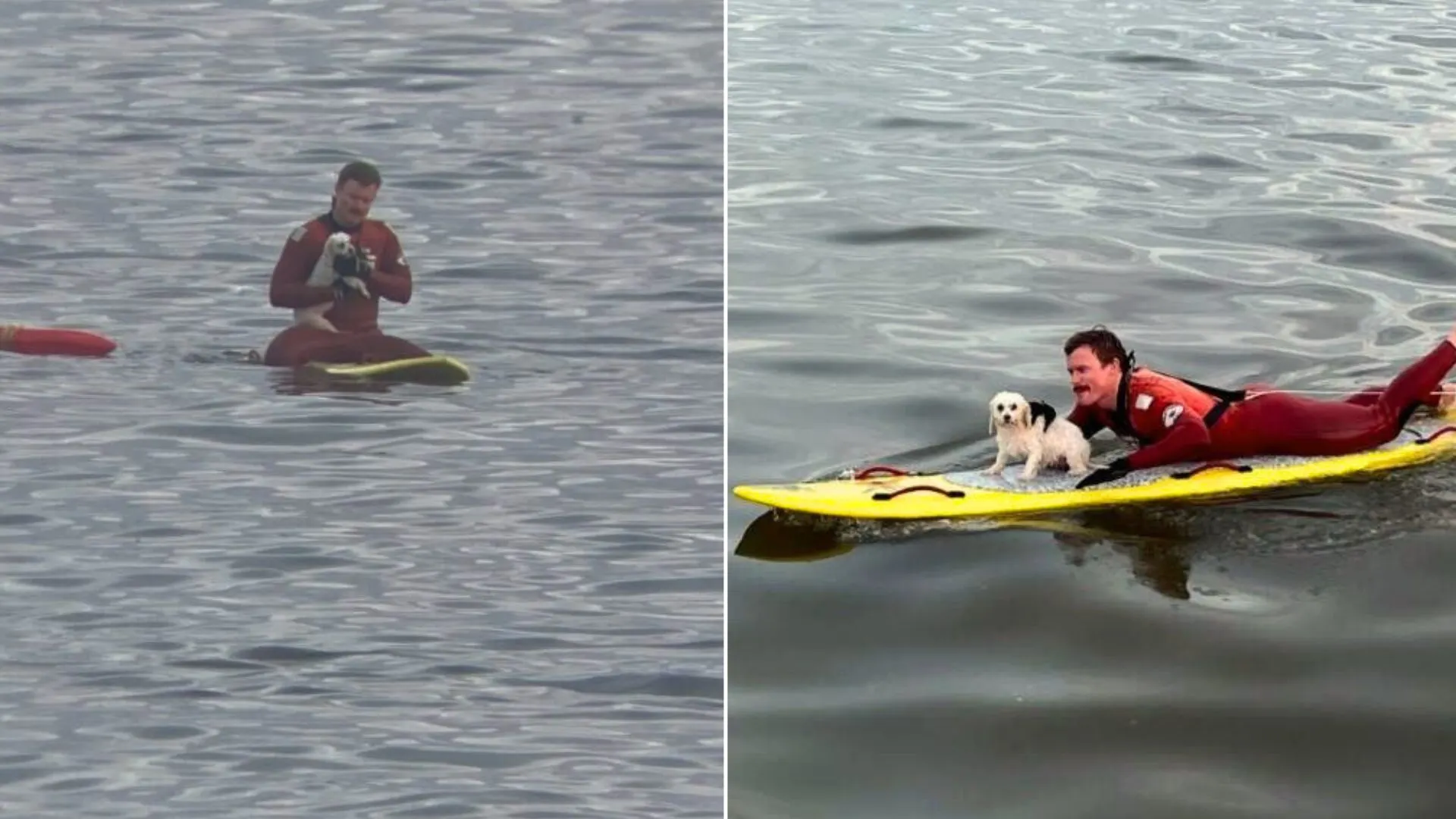 Lifeguards Save Frightened Tiny Dog Fighting The Waves In The Pacific Ocean