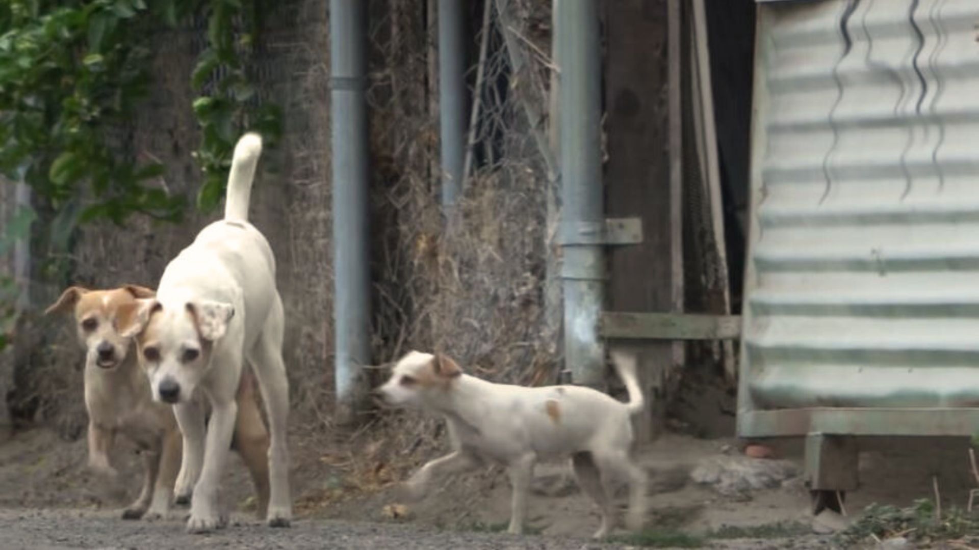 Mom, Dad, And Puppies Abandoned In An Alley