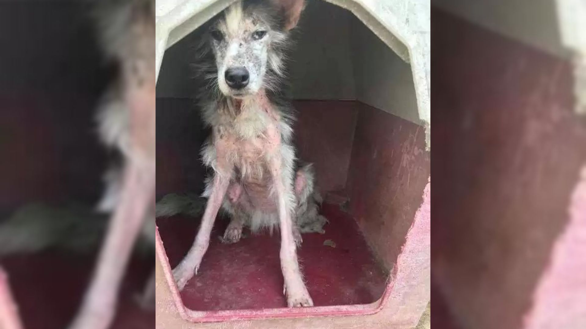 Starving Stray Dog That Could Barely Walk When Found Is Now The Happiest Princess