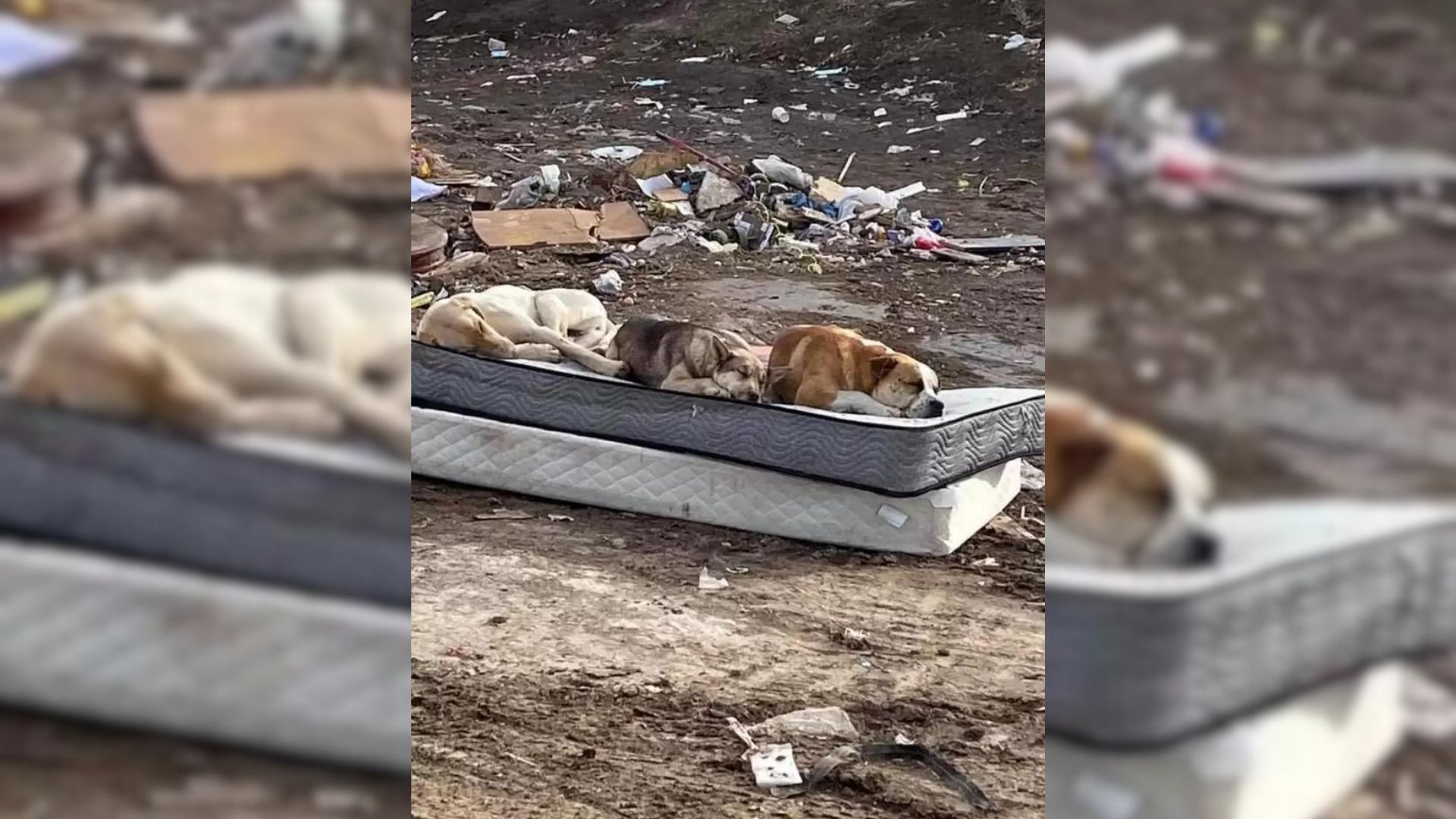 Sweet Puppy Trio Rescued From A Dumpsite Reunite A Year Later To Take This Photo