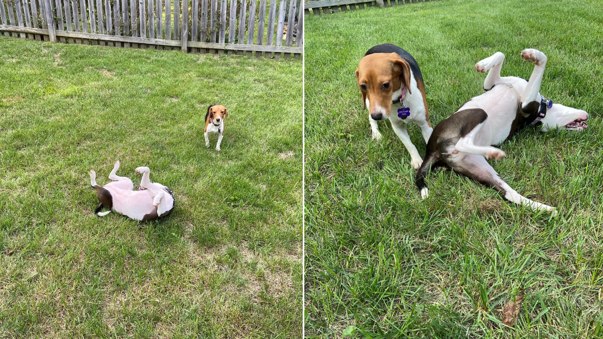 Two dogs playing with each other