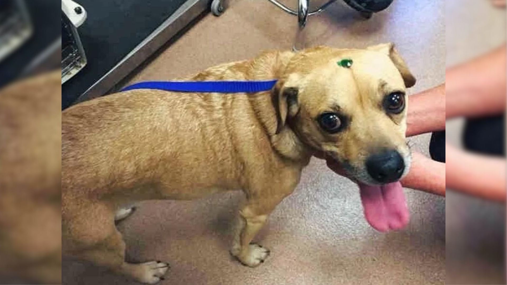Rescuers Who Saved 2 Adorable Stray Dogs Noticed Something Strange On Their Heads