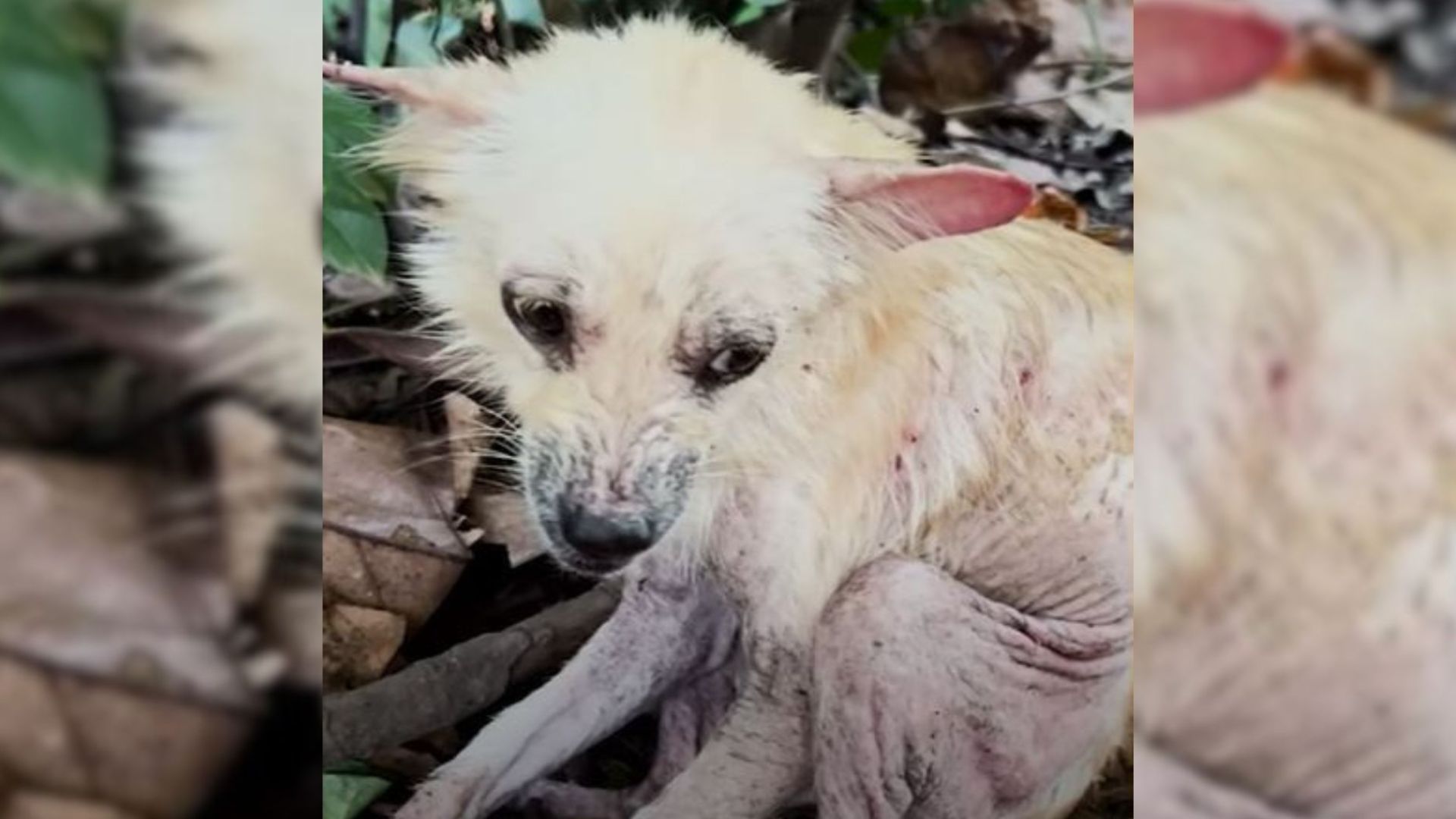 photo of a very sick dog