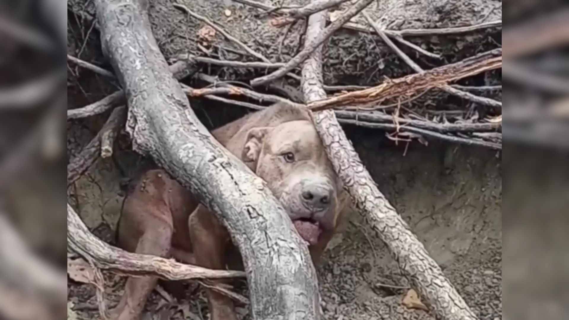 Scared Pittie Was Hiding In The Woods After Being Abused For Most Of His Life