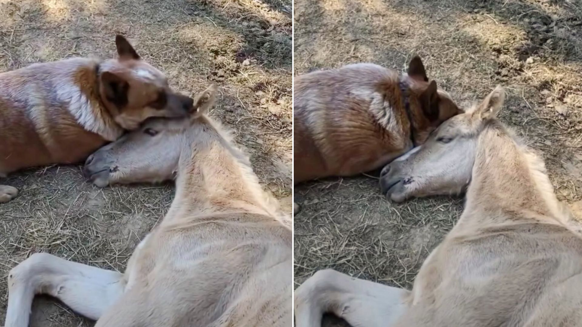 The Caring Dog Did Not Stop Comforting The Foal Until He Got Over The Loss Of His Mother