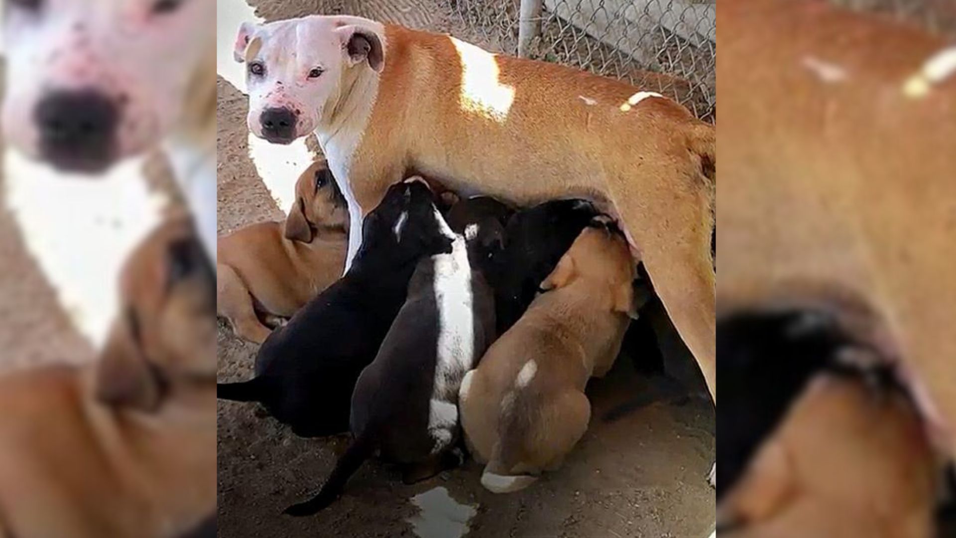 The Dog Leads Rescuers In Search Of Her Puppies In A True Roller Coaster Of Emotions