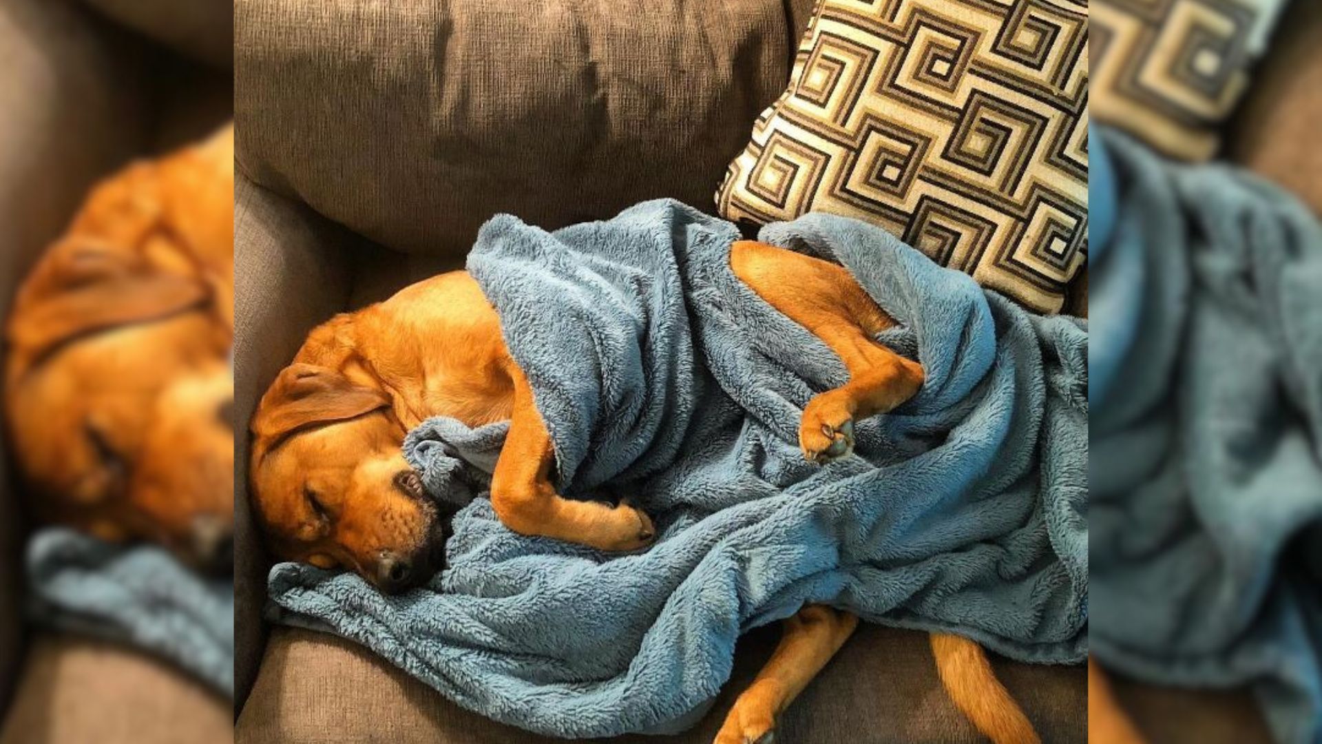 Dog sleeping with his blue blanket