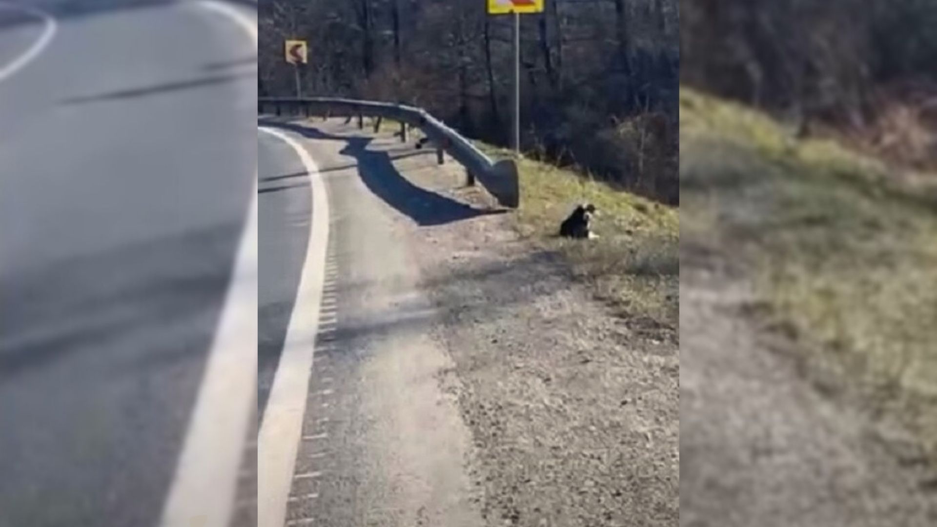 Woman Heard An Unusual Noice Near The Road So She Decided To Investigate It