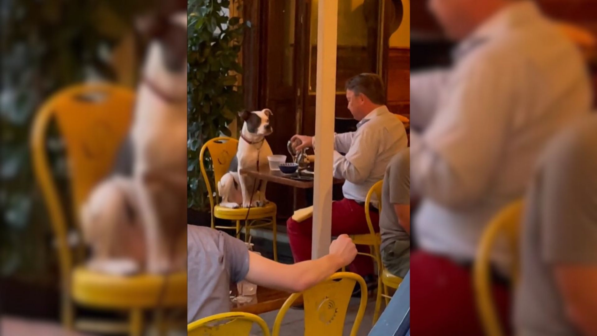 man on a date with dog in restaurant