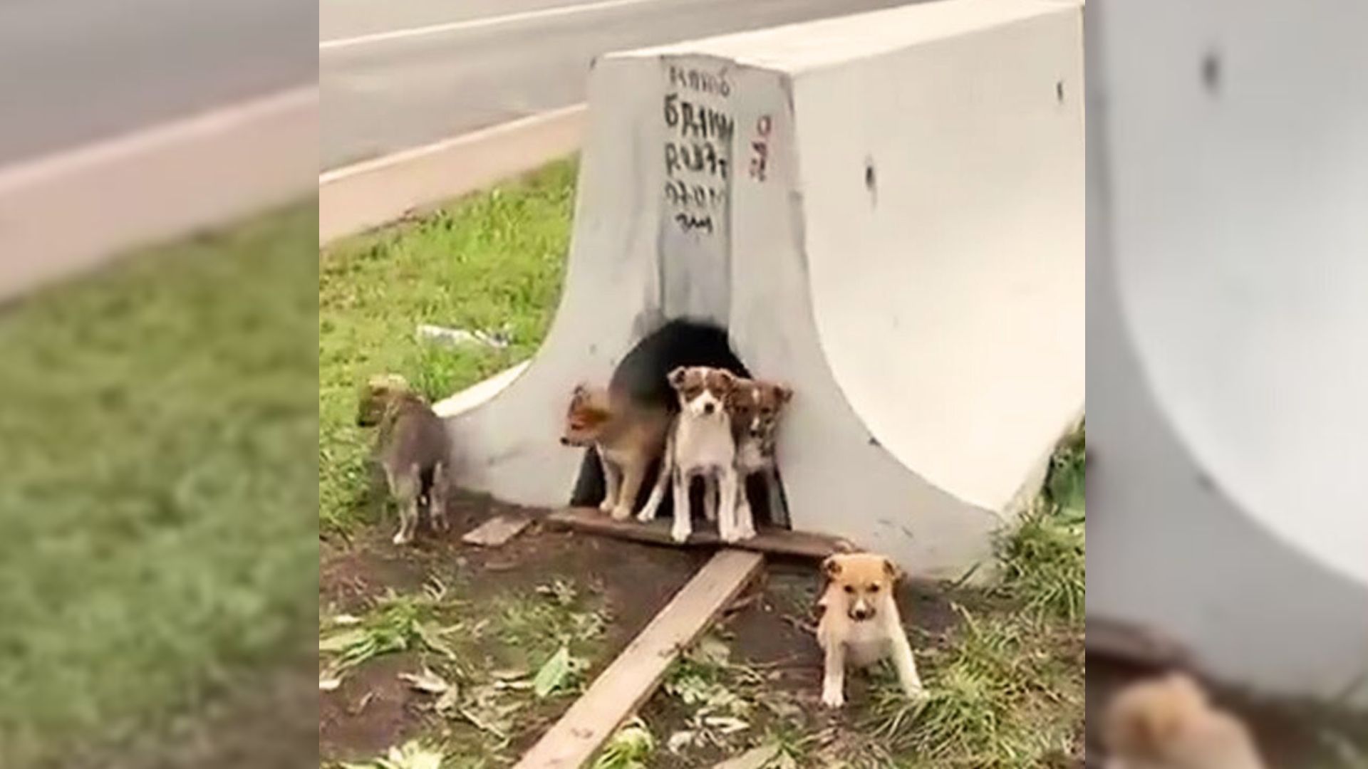 puppies waiting on a highway