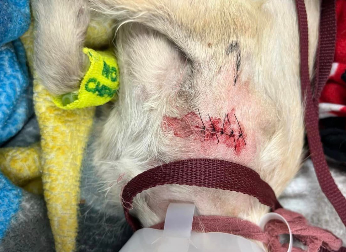 a dog with a stitched up wound on its back