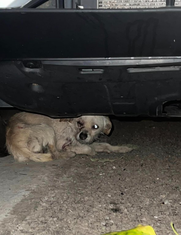 a dog with an injured eye hides under a car