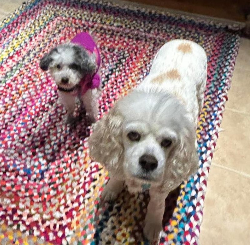 a portrait of two dogs standing on a colorful carpet and looking at the camera