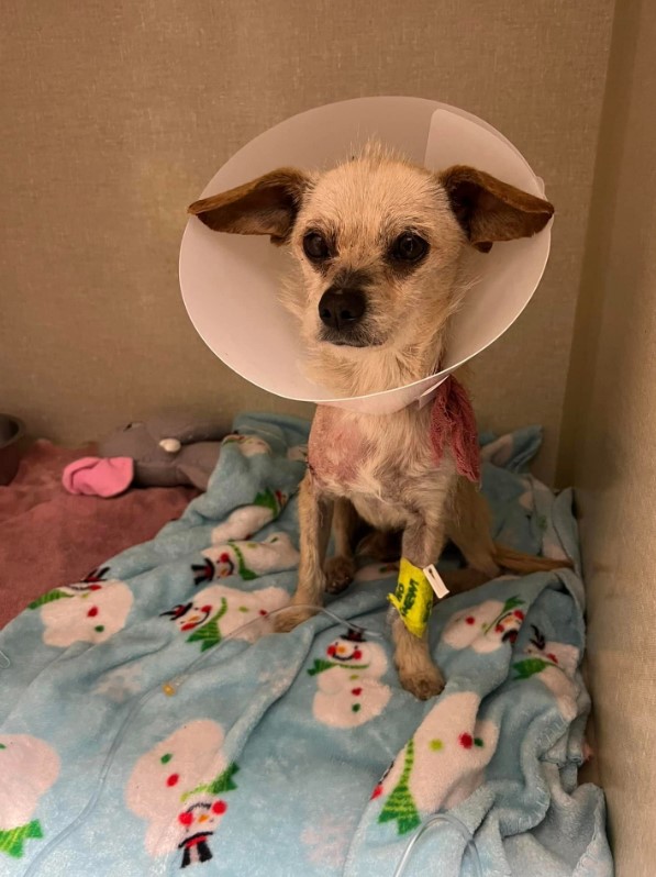 a rescued dog with a collar around its neck