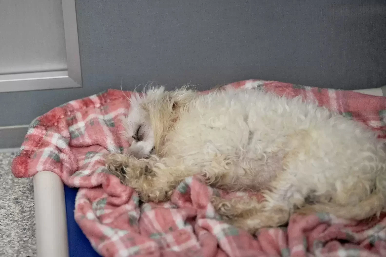 a shaggy white dog sleeps on a pink blanket