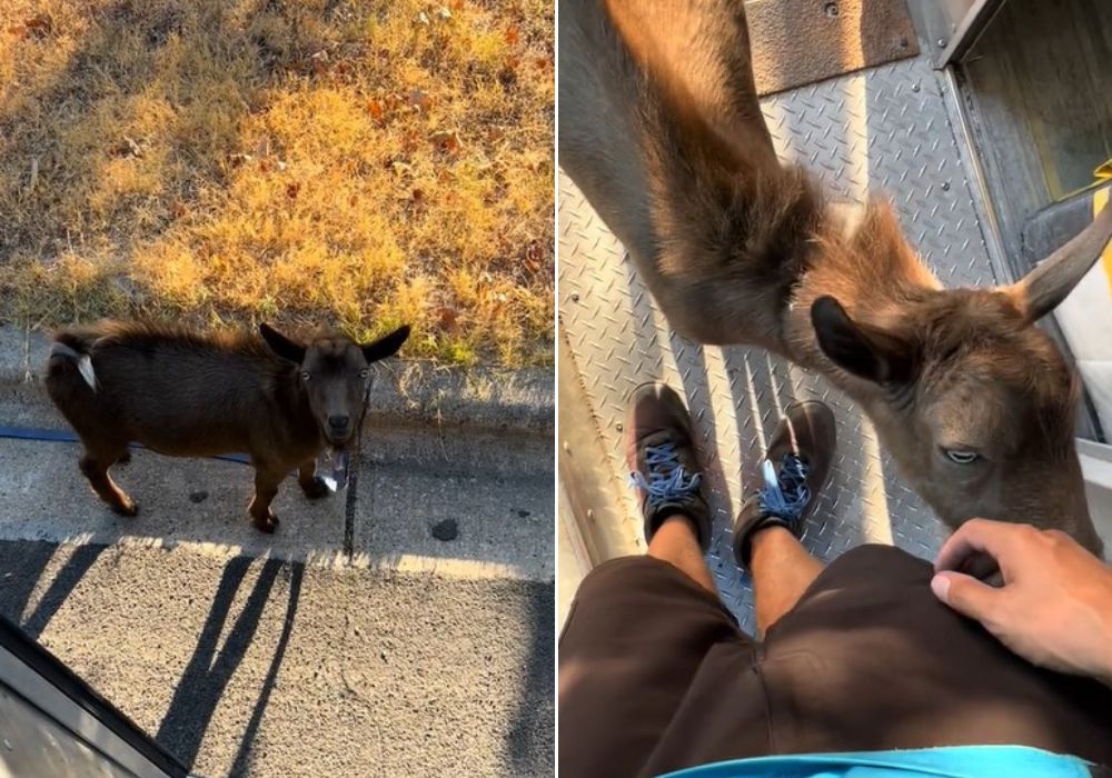 a strange dog licks a man's hand