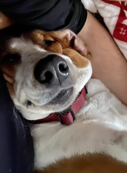 adorable dog with owner in bed