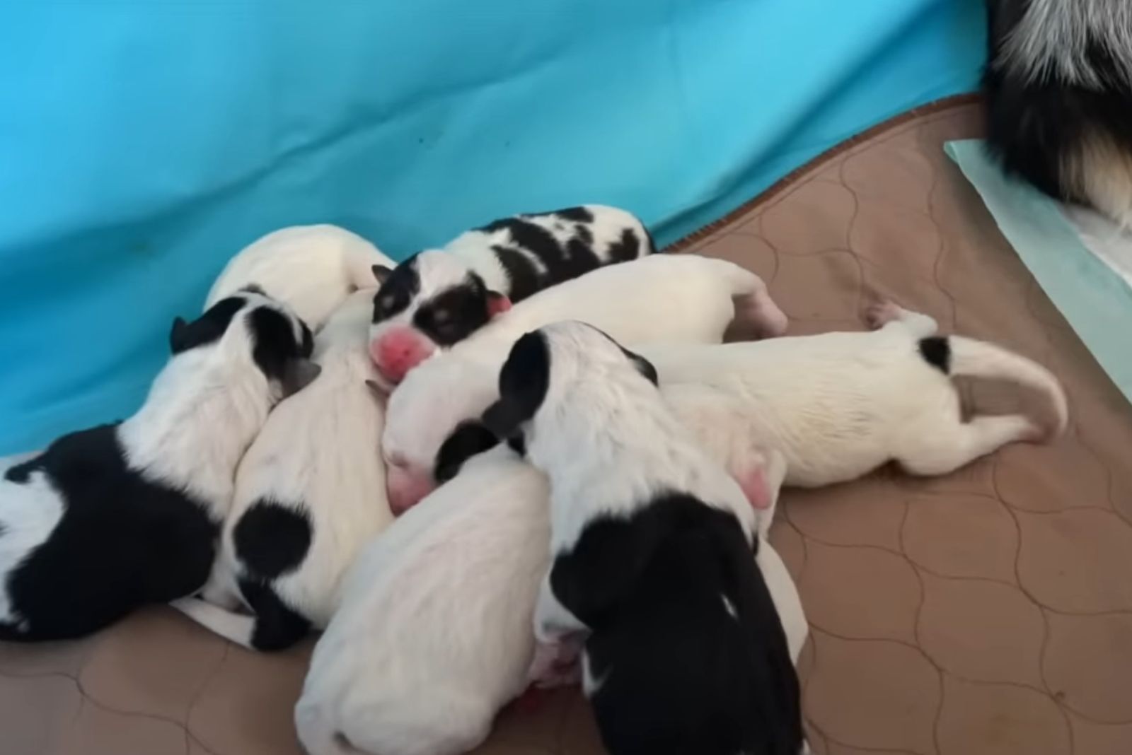 black and white puppies