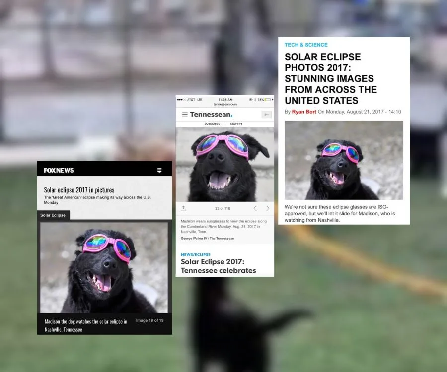 black dog with sunglasses