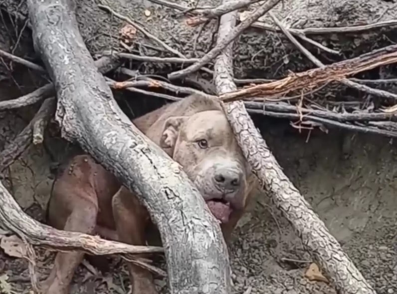 brown dog in the forest