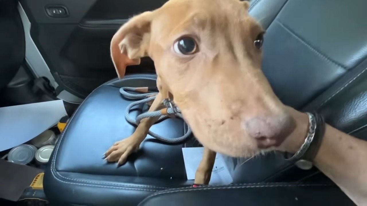 brown dog sitting on front seat of the car