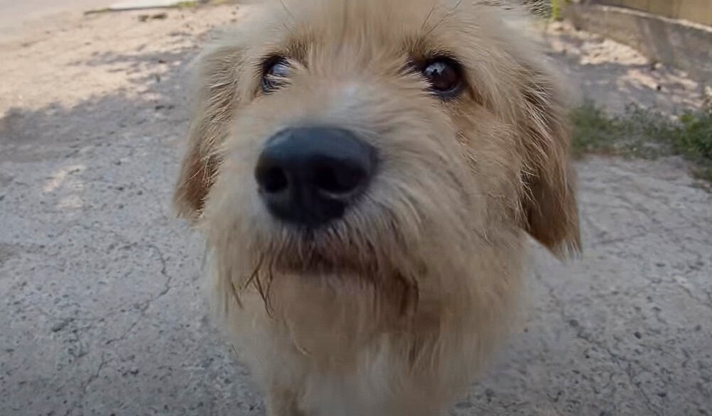 close-up photo of abandoned dog